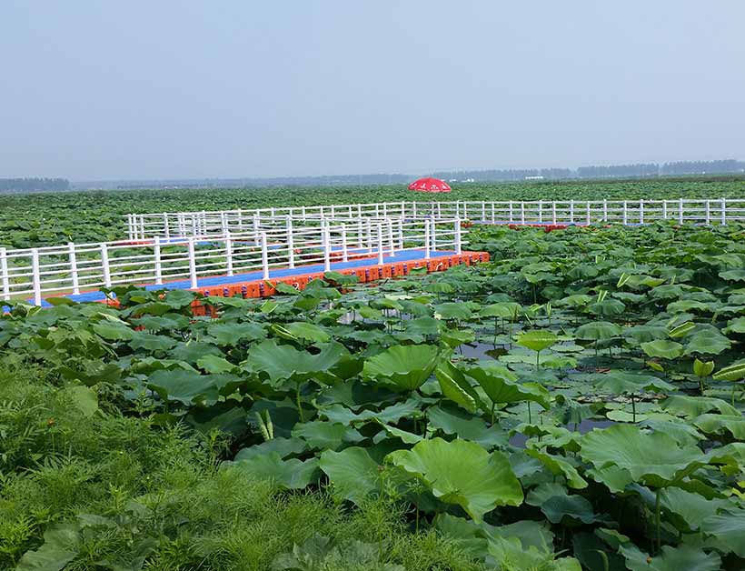 淮安荷花池水上浮橋